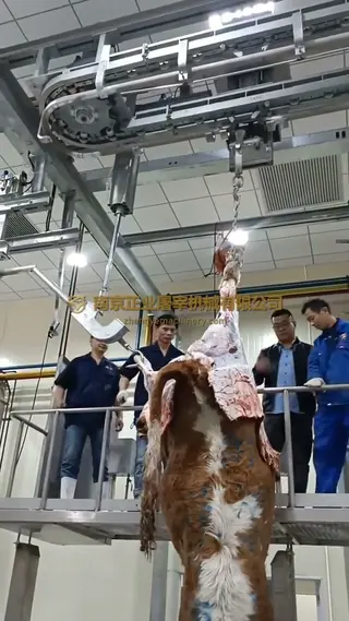 Cattle rehanging and rail-transfer footage